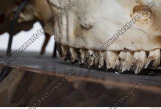 Photo Textures of Mouflon Skull 